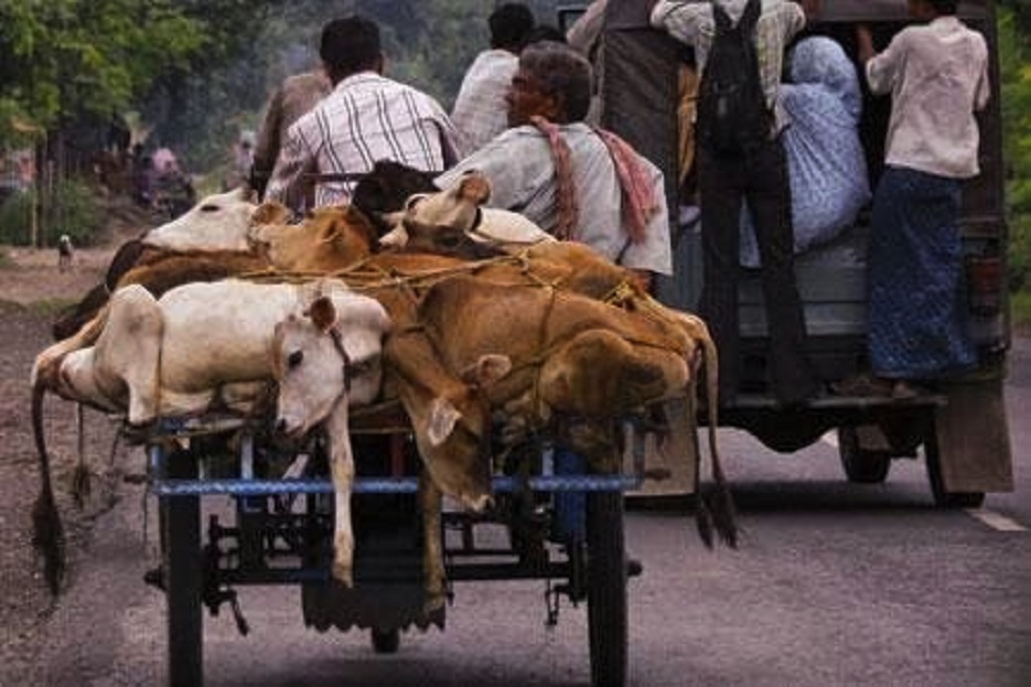 Image result for cattle being transported