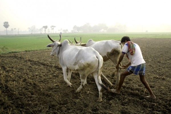 Indian Agriculture