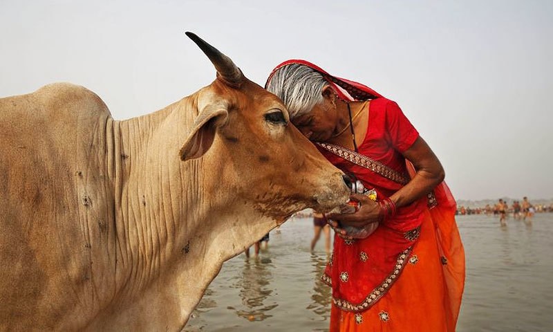 Hindu Cow Love Respect